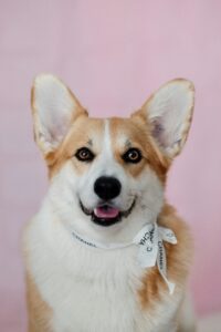 Read more about the article I’M GETTING A PUPPY!!! (Now what???) Tip and tricks you will need bringing home your fur-baby.